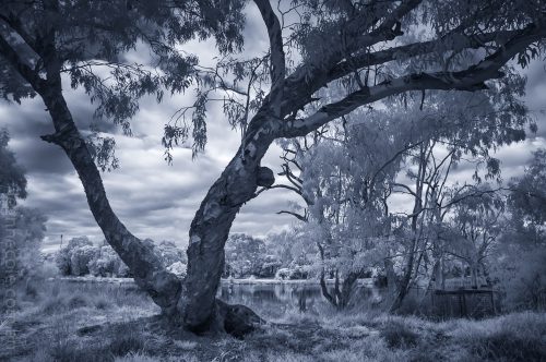 Monochrome Wednesday - Infrared in the park