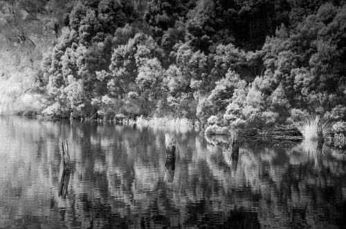 Weekend Wanderings - Infrared in the park