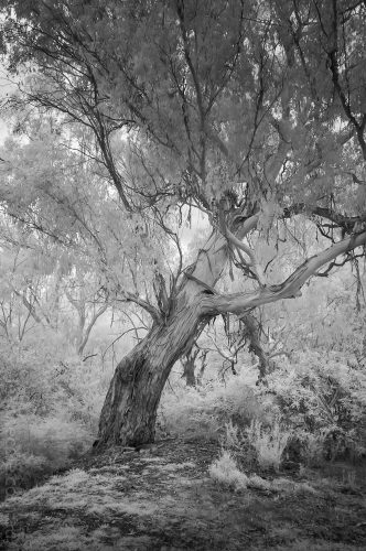 Weekend Wanderings - Infrared in the park