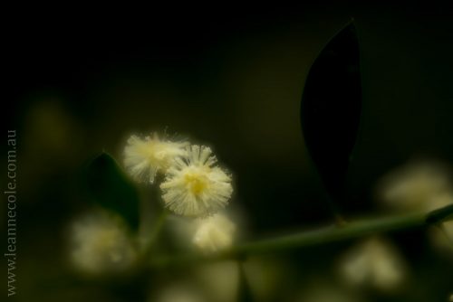 Floral Friday - macro from Healesville