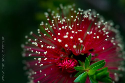 Floral Friday - macro from Healesville