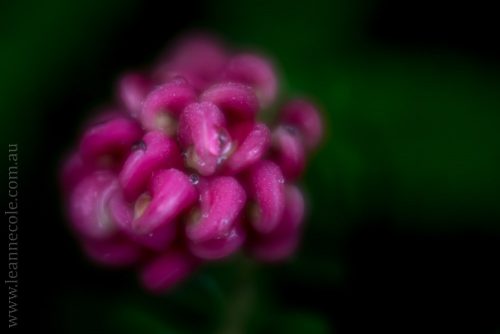 Floral Friday - macro from Healesville