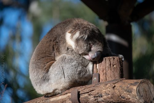 Weekend Wanderings - Animals at Healesville Sanctuary