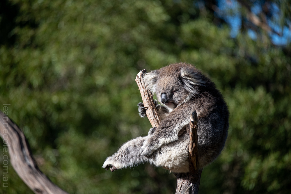 Weekend Wanderings - Animals at Healesville Sanctuary