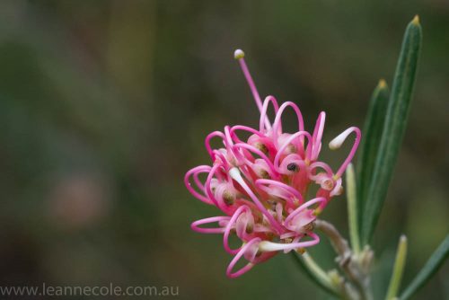 Floral Friday - Mum's garden