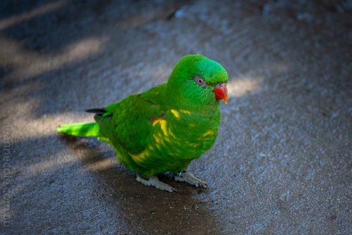Weekend Wanderings - Birds at Healesville
