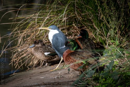 Weekend Wanderings - Birds at Healesville