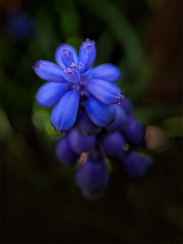 Floral Friday - The garden with the Struman macro lens