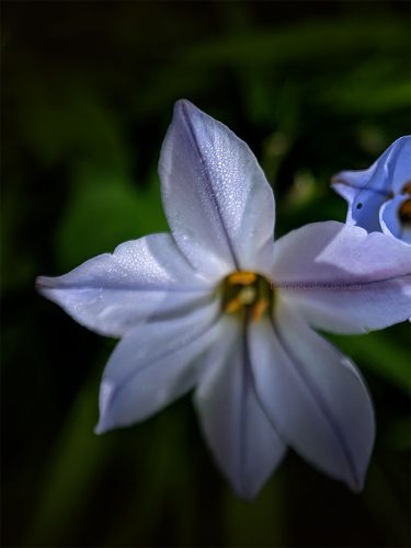 Floral Friday - The garden with the Struman macro lens