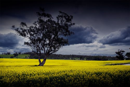 The Canola is out, but it isn't public