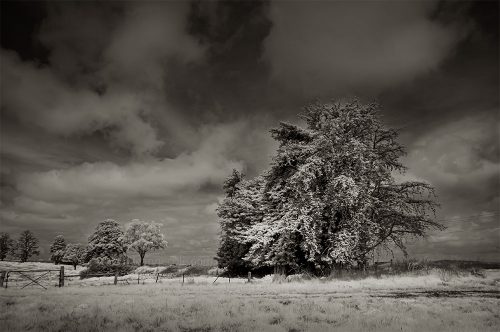 Monochrome Wednesday - More in infrared