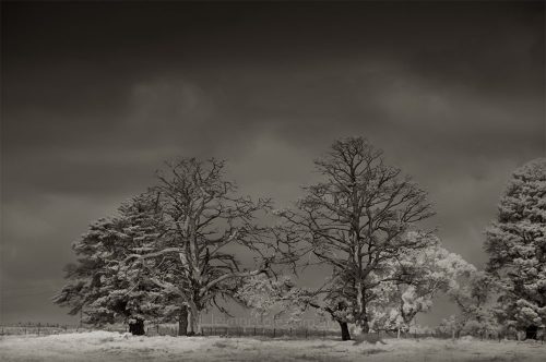 Monochrome Wednesday - More in infrared