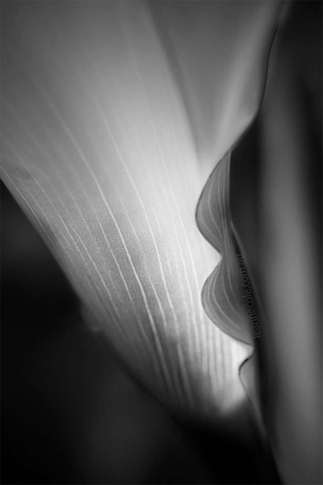Monochrome Wednesday - Lines in a lily
