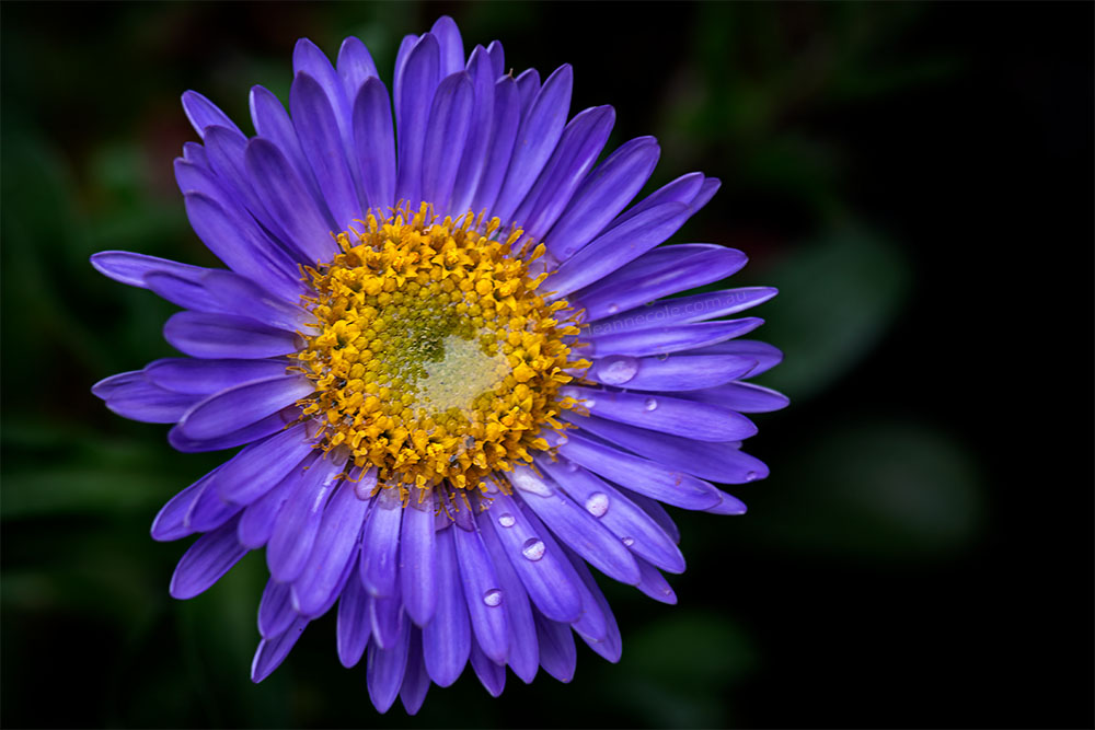 Floral Friday - My Asters are flowering