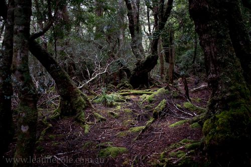 Silent Sunday - Remembering Cradle Mountain