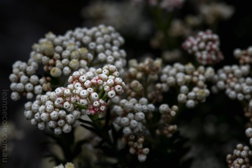 Cranbourne Botanical Gardens - Australian Native Flowers