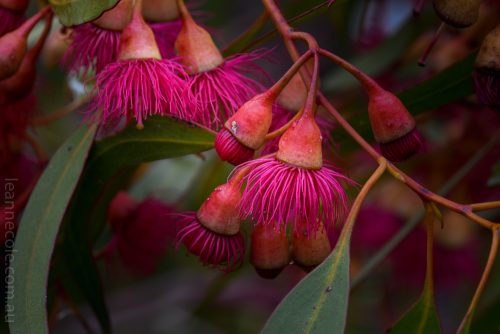 Cranbourne Botanical Gardens - Australian Native Flowers