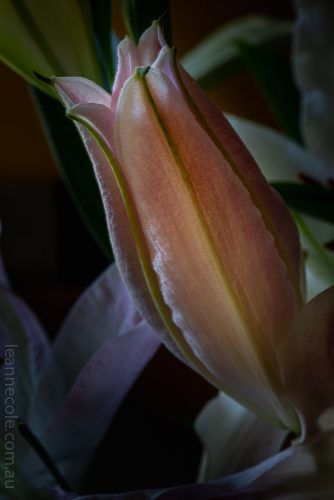 Floral Friday - Lilies in a vase