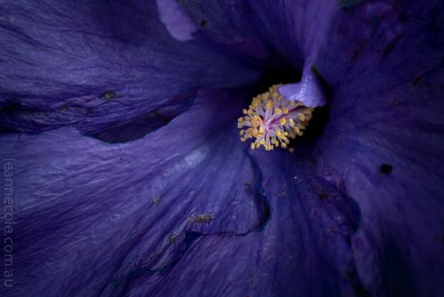 Floral Friday - Back to my garden