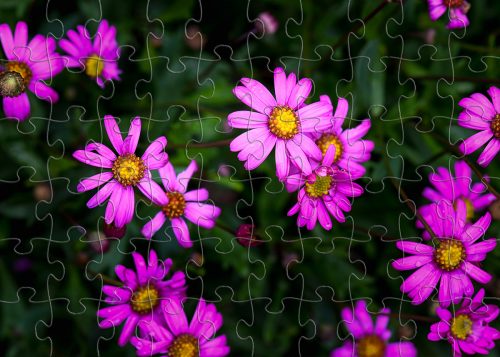 Silent Sunday - Native Flower Jigsaws