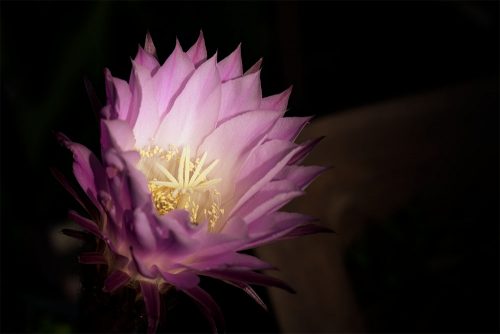 Floral Friday - my cactus is flowering