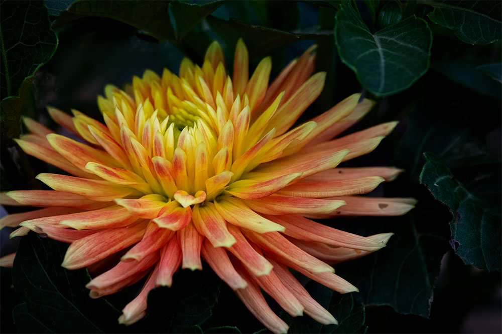 Floral Friday - First Dahlia