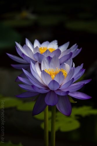 Weekend Wanderings - Blue Lotus Water Gardens