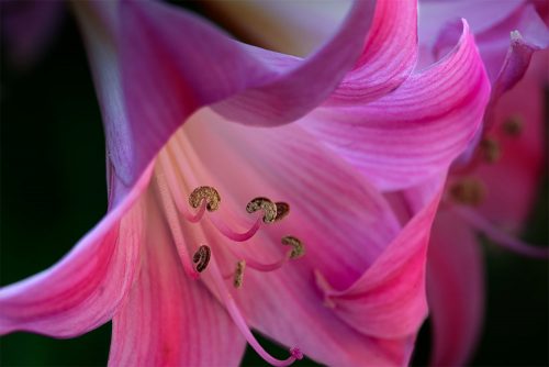 Floral Friday - New flowers in the garden