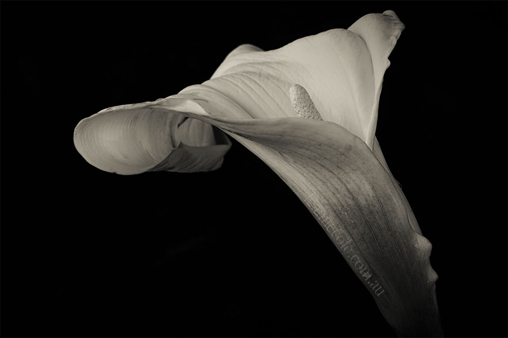 Monochrome Madness - A still lily