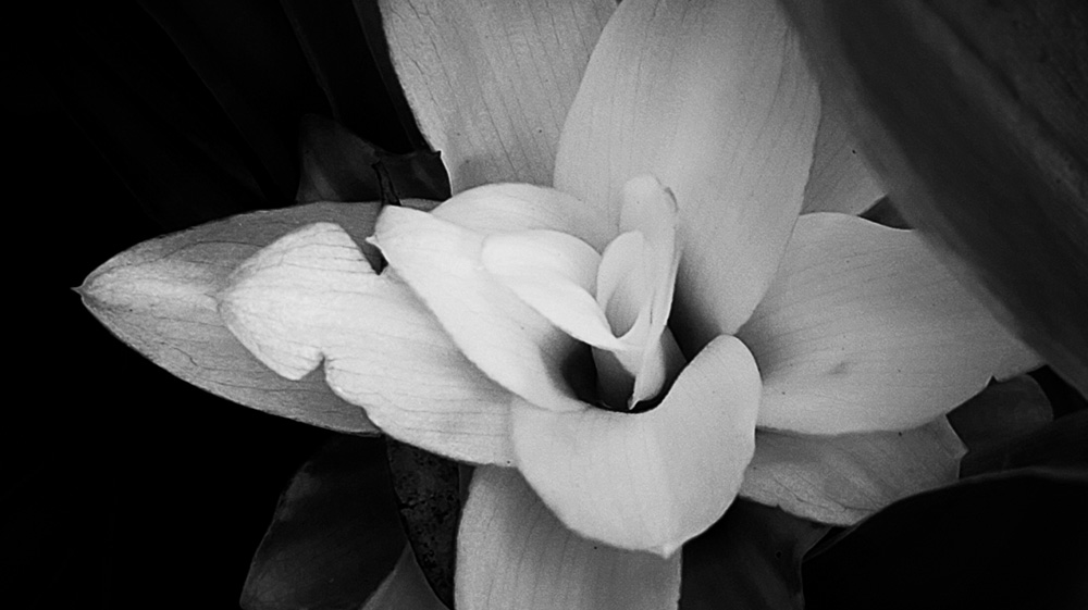 Monochrome Madness – Unexpected Flower – LEANNE COLE