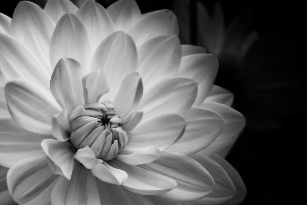 Monochrome Madness – A floral tribute – LEANNE COLE